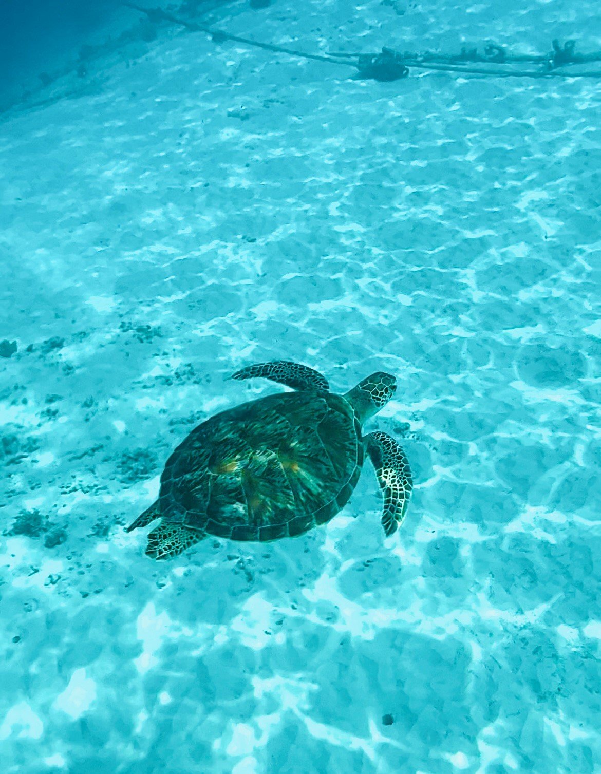 Turtle Point